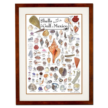 Shells And Beach Life Of The Gulf Of Mexico, Shells Poster Poster and Canvas