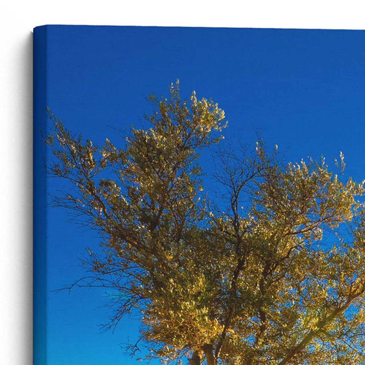 Gethsemane Olive Tree And Jerusalem At Dusk Canvas Wall Art Large Gallery Wrapped Canvas Art