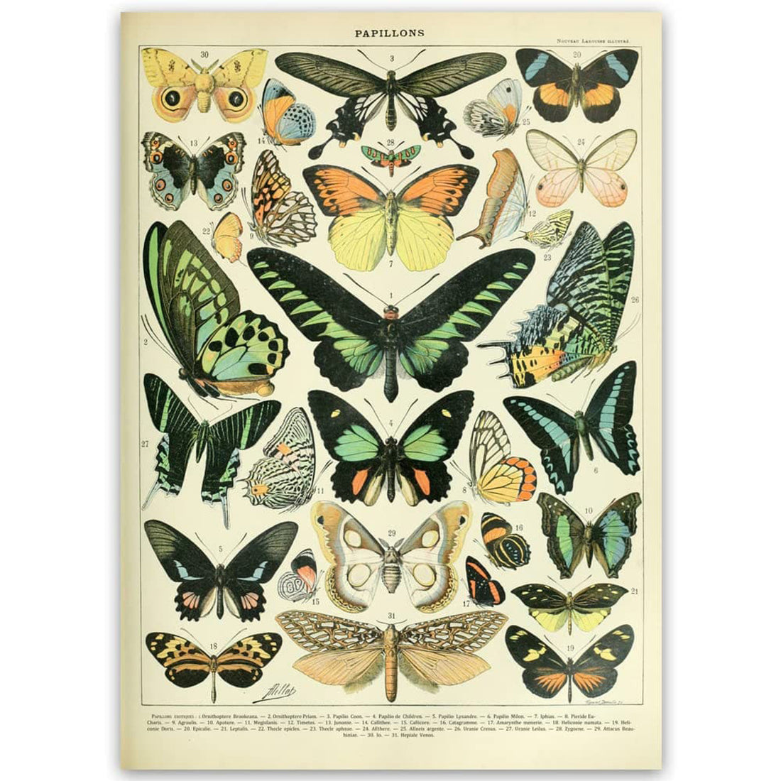 Papillons Poster, Types Of Butterfly, Poster Decor Poster and Canvas