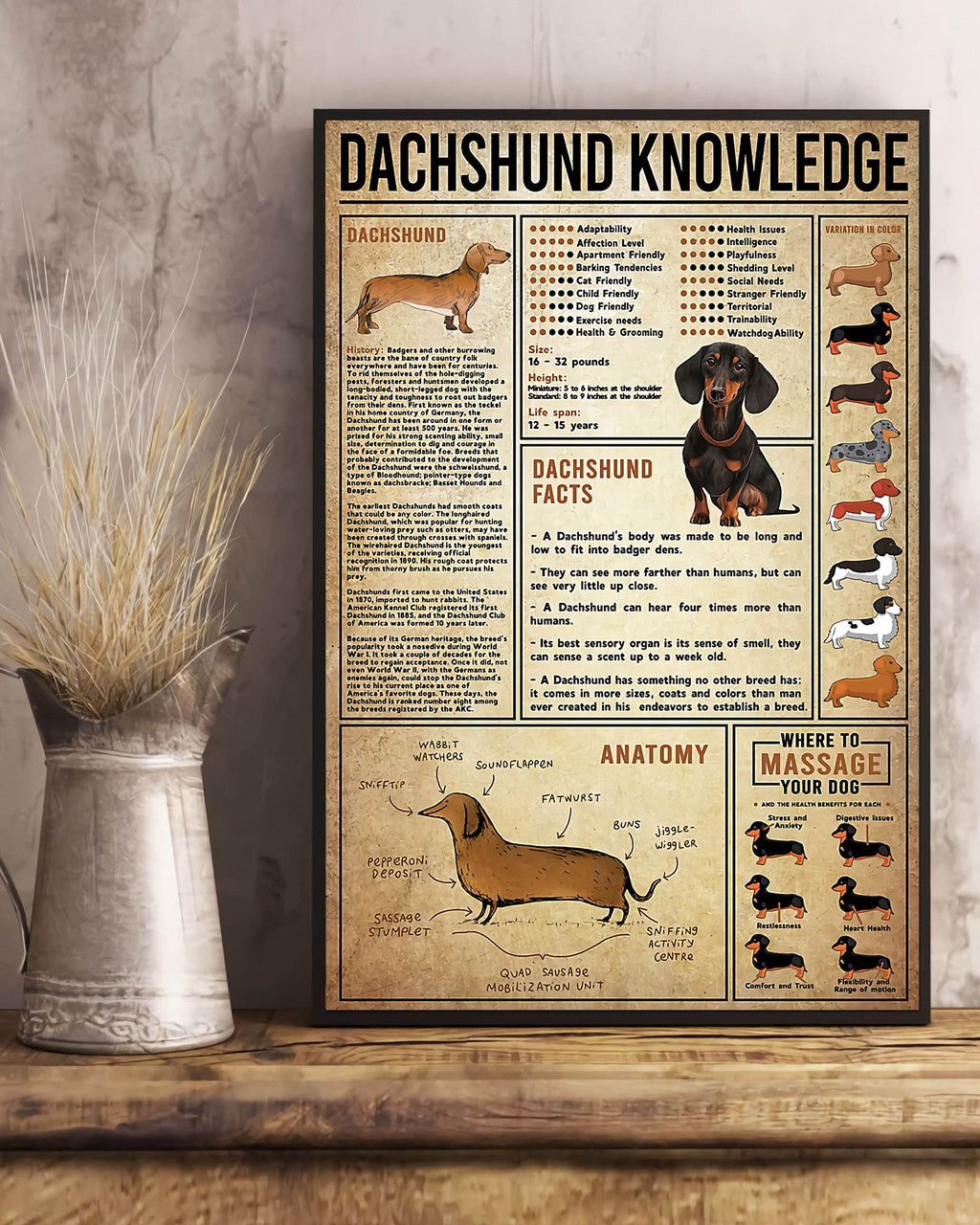 Dachshund Knowledge Facts Anatomy Where To Massage Poster and Canvas
