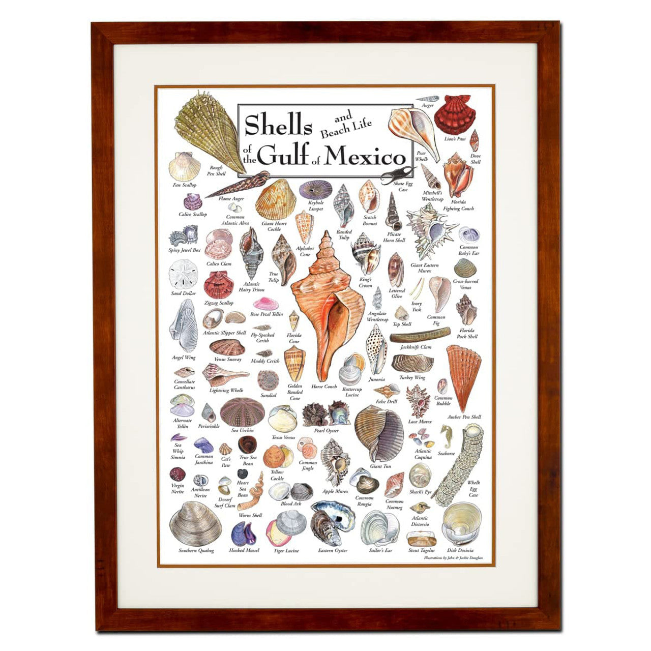 Shells And Beach Life Of The Gulf Of Mexico, Shells Poster Poster and Canvas