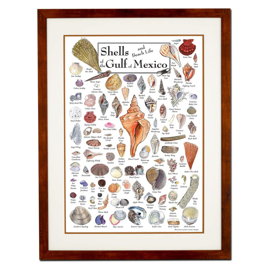 Shells And Beach Life Of The Gulf Of Mexico, Shells Poster Poster and Canvas