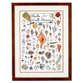Shells And Beach Life Of The Gulf Of Mexico, Shells Poster Poster and Canvas