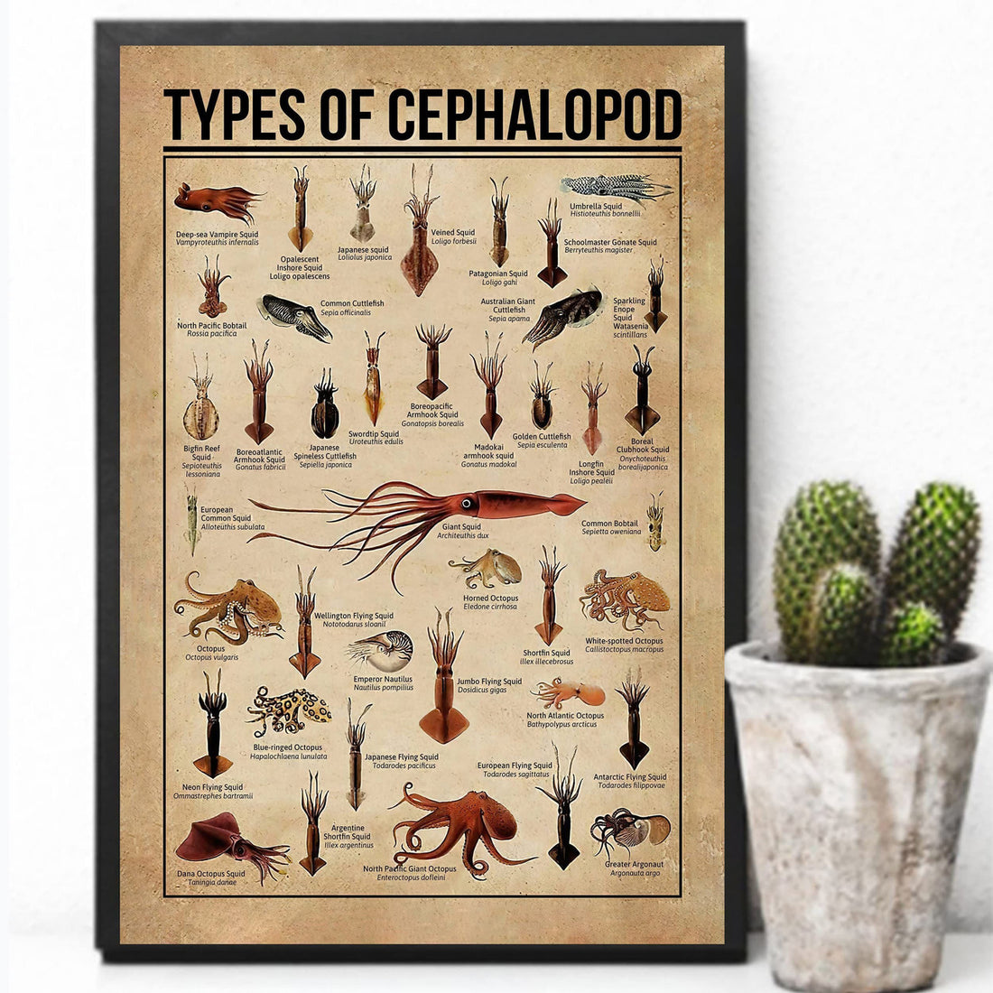 Types Of Cephalopod, Cephalopod Poster, Cephalopod Decor Poster and Canvas