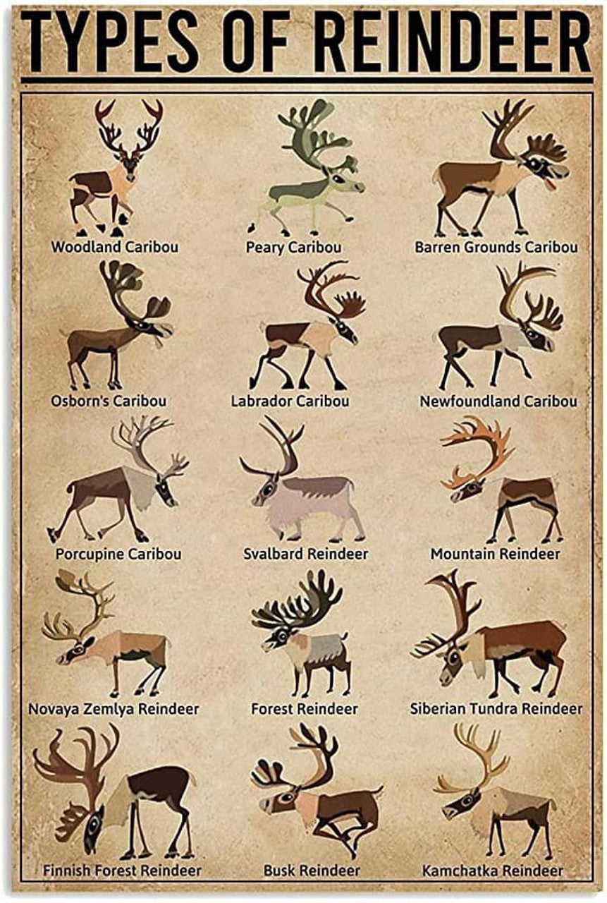 Types Of Reindeer, Reindeer Poster, Reindeer Decor Poster and Canvas